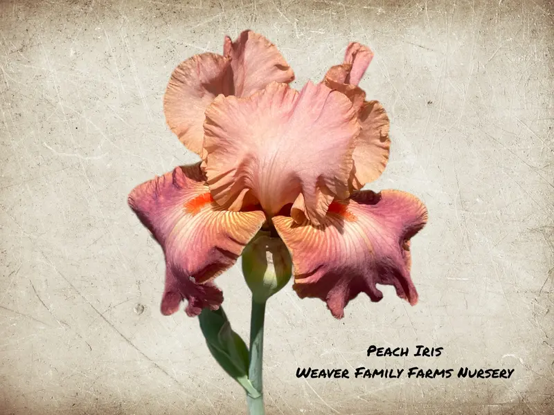 Iris 'Peach' Bearded Iris – Soft Peach-Hued Ruffled Flowers and Sturdy Stems 2