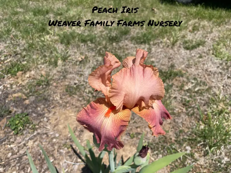 Iris 'Peach' Bearded Iris – Soft Peach-Hued Ruffled Flowers and Sturdy Stems