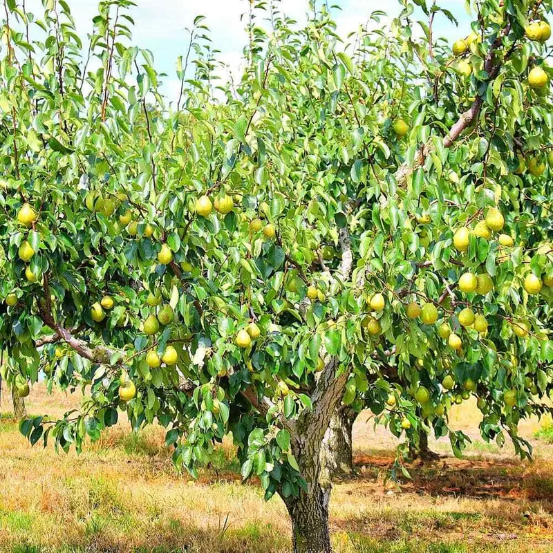 Kieffer Pear Tree – Hardy Dual-Purpose Crossbred Pear 2