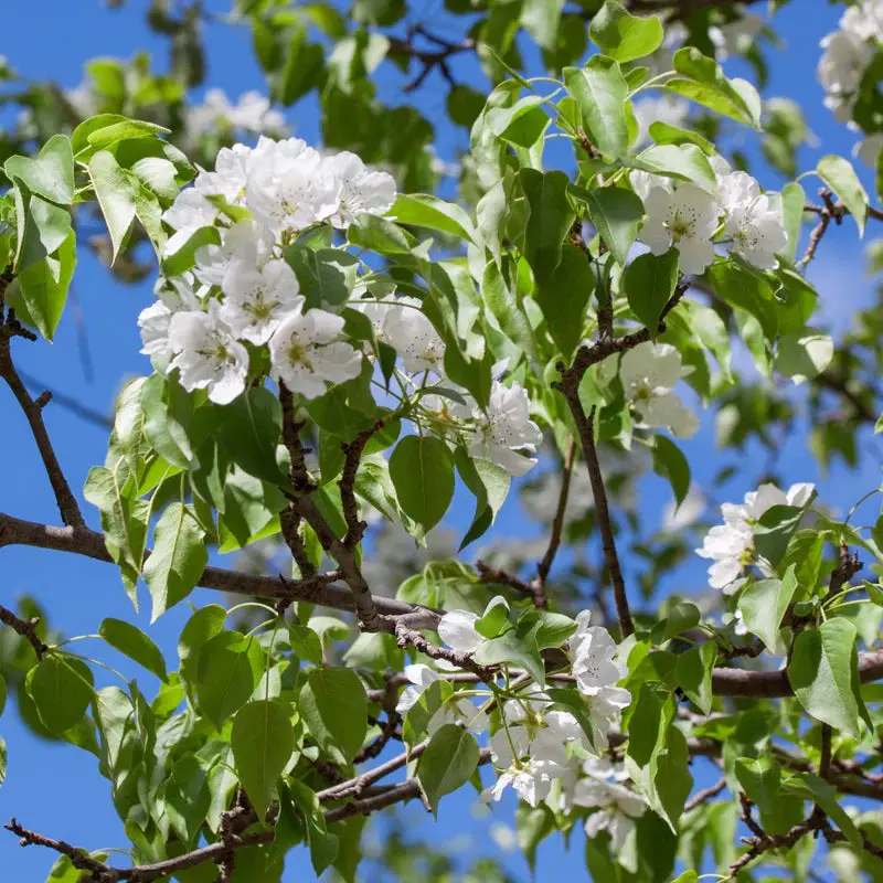 Kieffer Pear Tree – Hardy Dual-Purpose Crossbred Pear