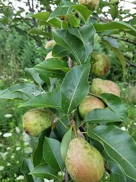 Kieffer Pear Tree – Hardy Dual-Purpose Crossbred Pear