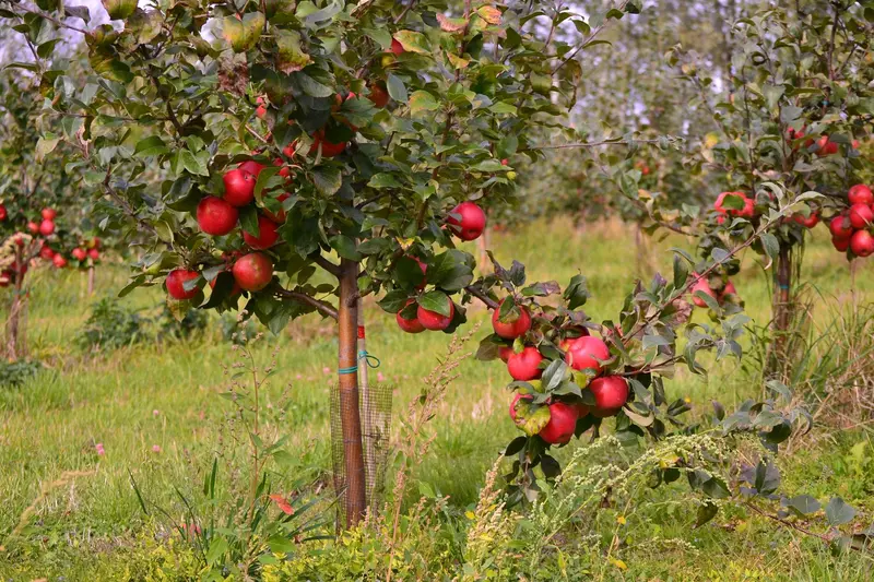 Liberty Apple Tree – Disease-Resistant Organic Variety