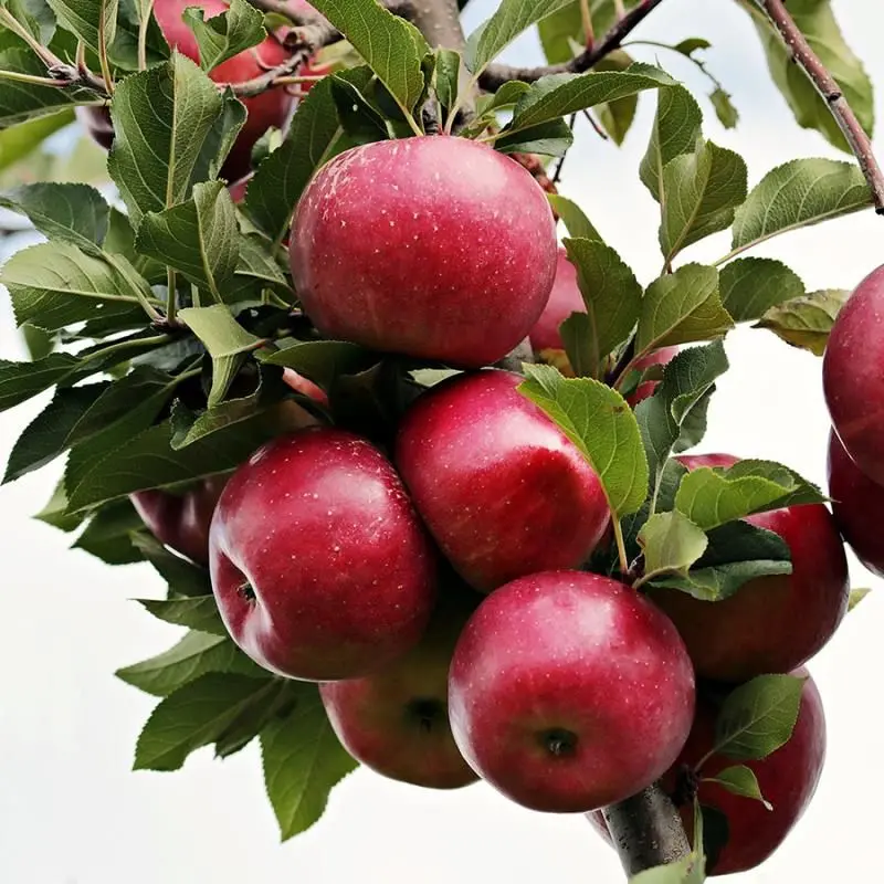 Liberty Apple Tree – Disease-Resistant Organic Variety 2