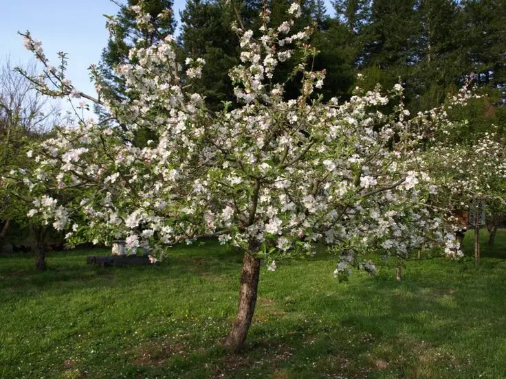 Liberty Apple Tree – Disease-Resistant Organic Variety