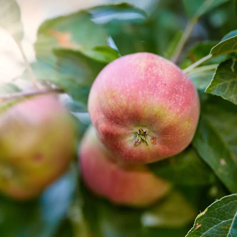 Liberty Apple Tree – Disease-Resistant Organic Variety