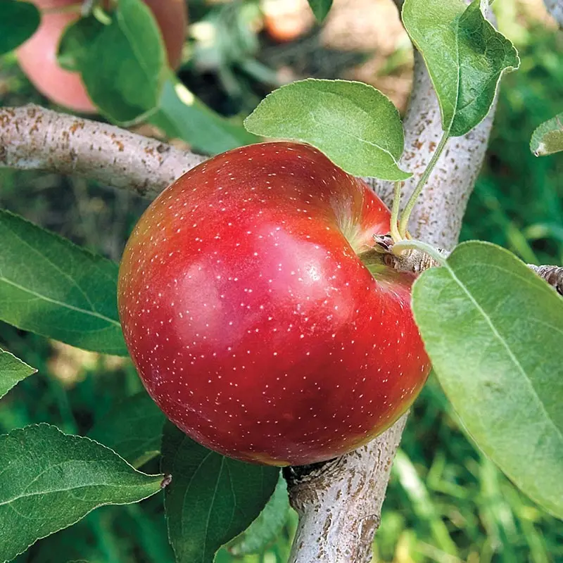 Liberty Apple Tree – Disease-Resistant Organic Variety