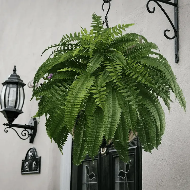 Lifelike Artificial Boston Fern – UV-Resistant, Waterproof Outdoor Foliage Décor 2