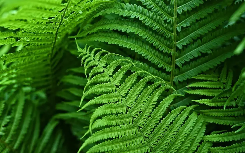 Lifelike Artificial Boston Fern – UV-Resistant, Waterproof Outdoor Foliage Décor