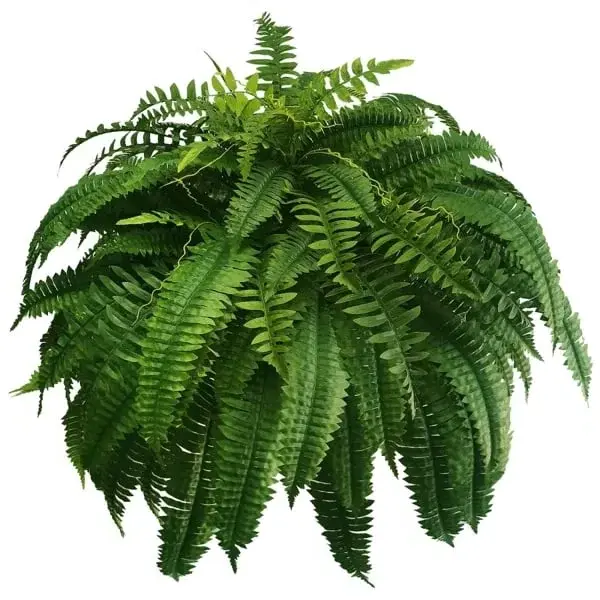 Lifelike Artificial Boston Fern – UV-Resistant, Waterproof Outdoor Foliage Décor