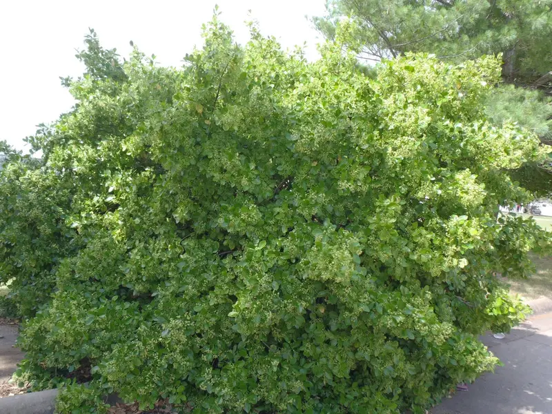 Manhattan Euonymus