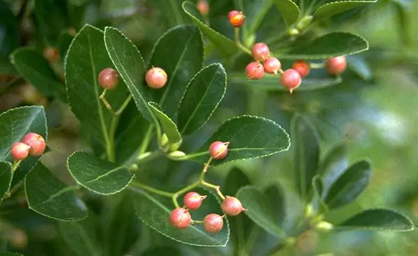 Manhattan Euonymus 2