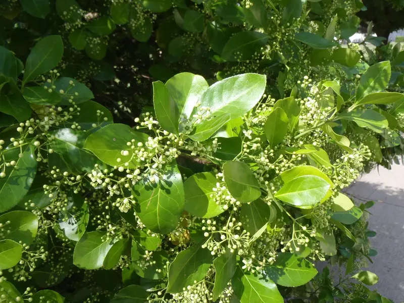 Manhattan Euonymus