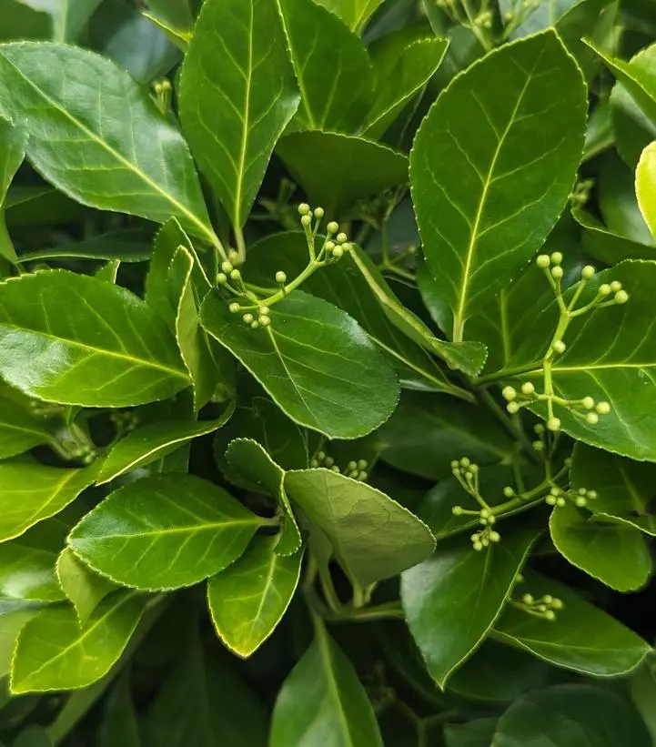 Manhattan Euonymus