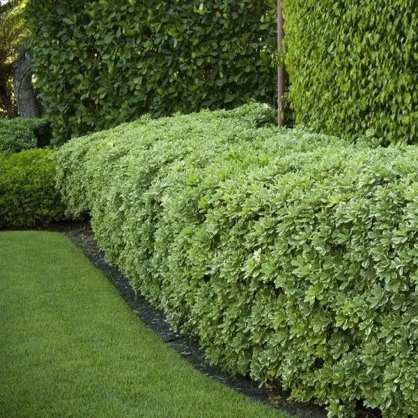 Manhattan Euonymus