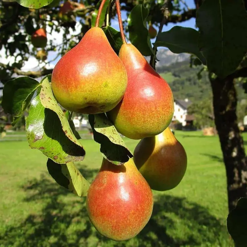 Moonglow Pear Tree – Early-Season Soft-Skinned Pear