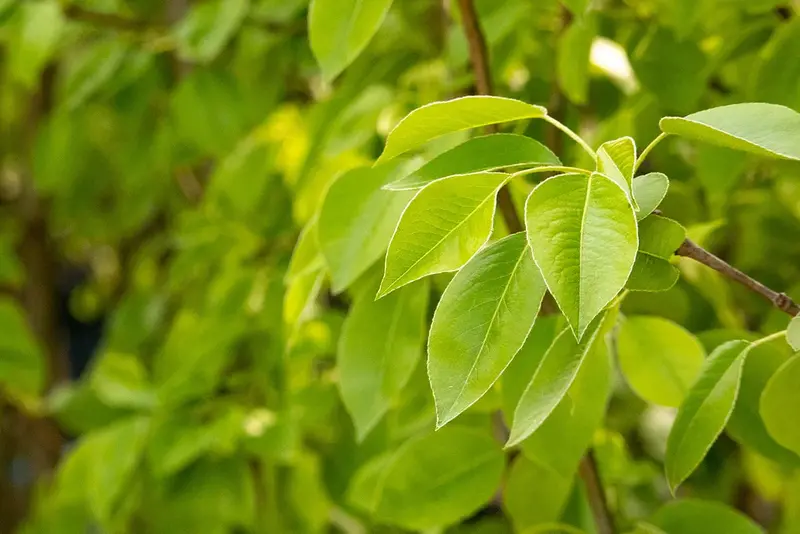 Moonglow Pear Tree – Early-Season Soft-Skinned Pear 2