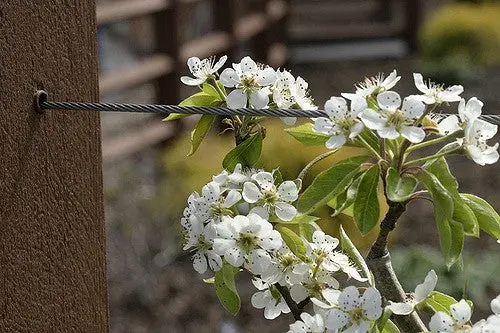 Moonglow Pear Tree – Early-Season Soft-Skinned Pear