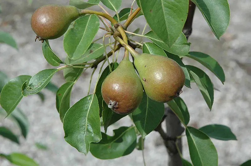 Moonglow Pear Tree – Early-Season Soft-Skinned Pear