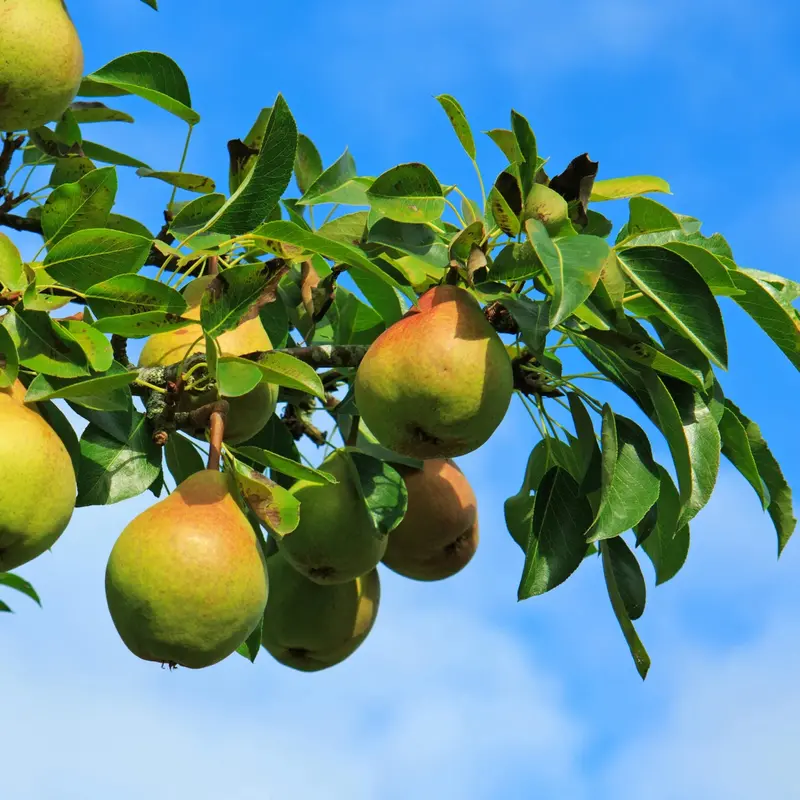 Moonglow Pear Tree – Early-Season Soft-Skinned Pear