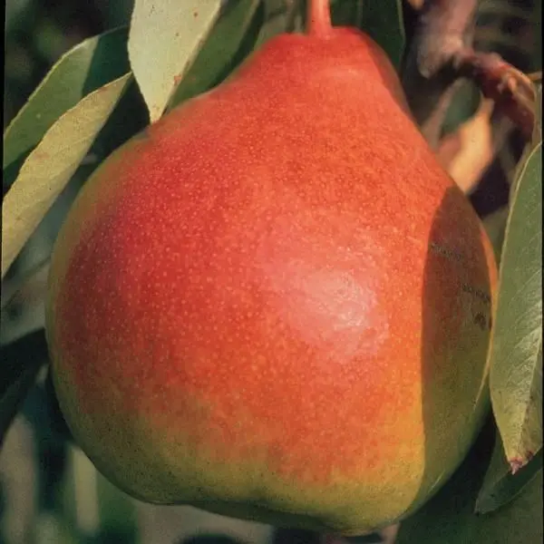 Moonglow Pear Tree – Early-Season Soft-Skinned Pear