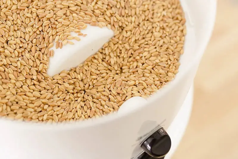NutriMill Classic Grain Mill – High-Speed Flour Grinder for Whole Grains, Adjustable Texture Control, Durable Build