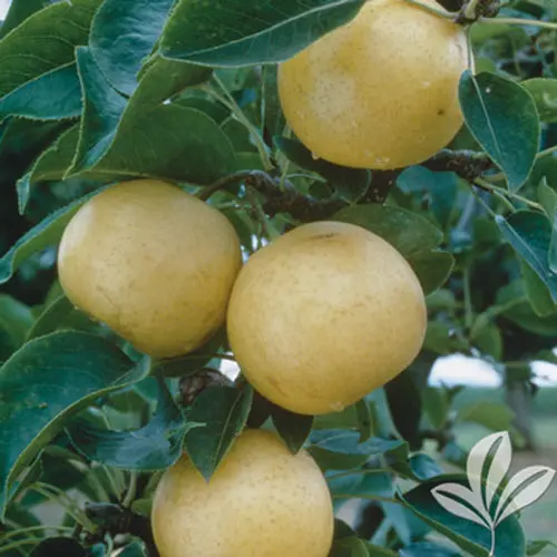 Orient Pear Tree – Large Yellow Asian-Inspired Pear