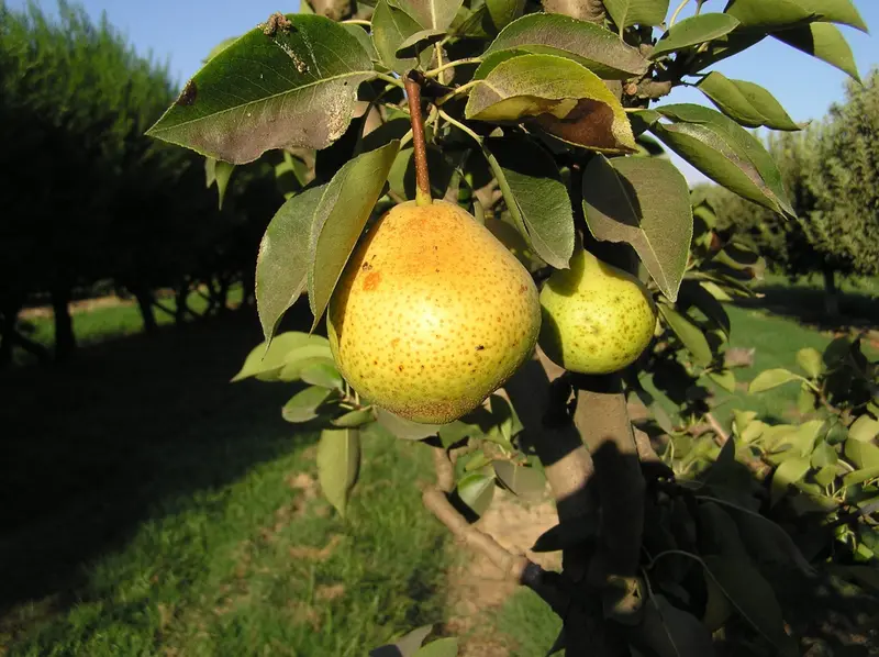 Orient Pear Tree – Large Yellow Asian-Inspired Pear 2