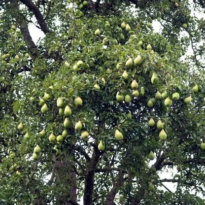 Orient Pear Tree – Large Yellow Asian-Inspired Pear