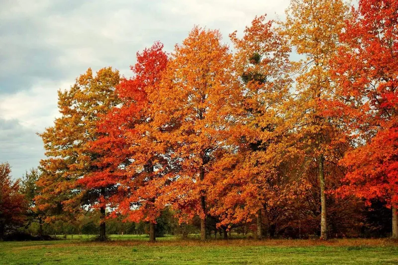 Pin Oak – Pyramidal Shade Tree with Deeply Lobed Leaves