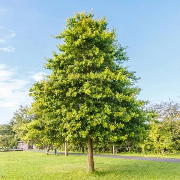 Pin Oak – Pyramidal Shade Tree with Deeply Lobed Leaves 2