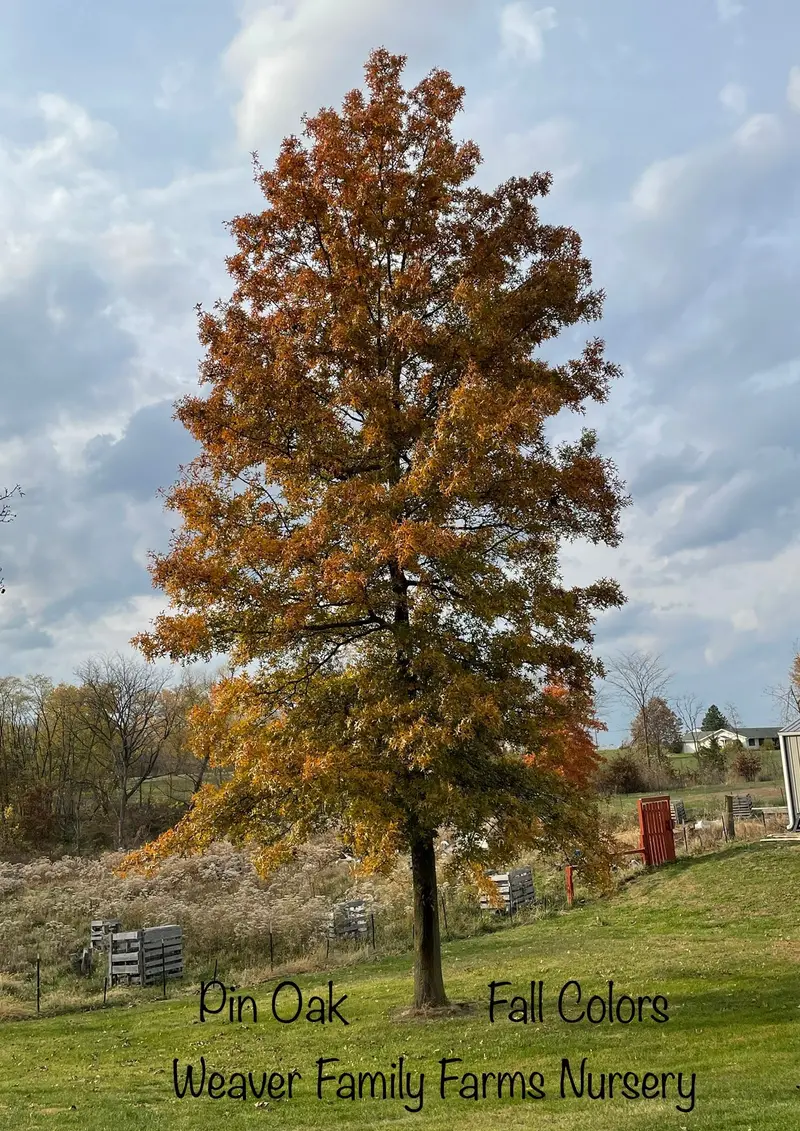 Pin Oak – Pyramidal Shade Tree with Deeply Lobed Leaves