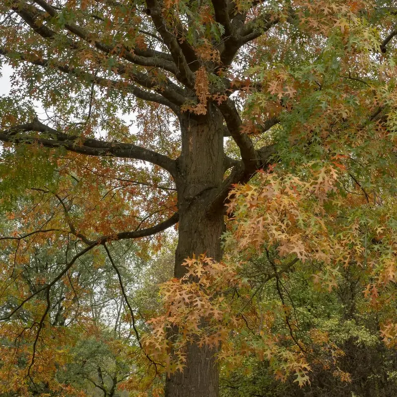 Pin Oak – Pyramidal Shade Tree with Deeply Lobed Leaves