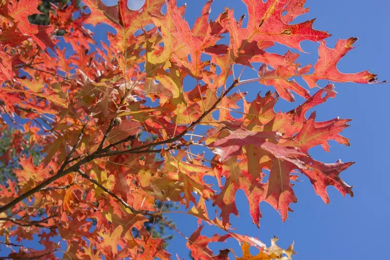Pin Oak – Pyramidal Shade Tree with Deeply Lobed Leaves