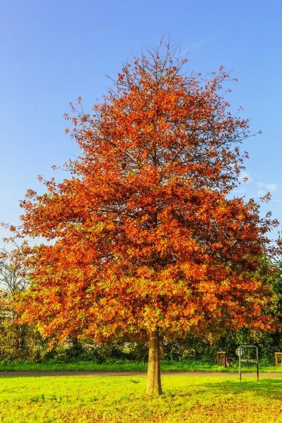 Pin Oak – Pyramidal Shade Tree with Deeply Lobed Leaves