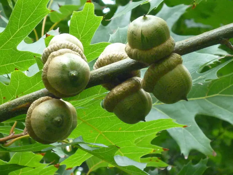 Pin Oak – Pyramidal Shade Tree with Deeply Lobed Leaves