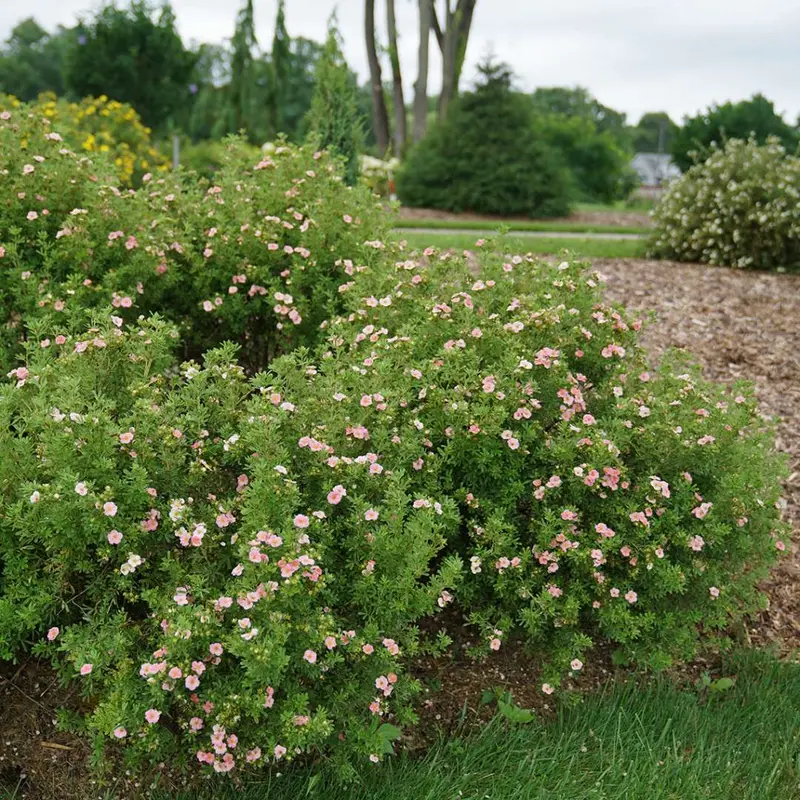Pink Potentilla Shrub 2