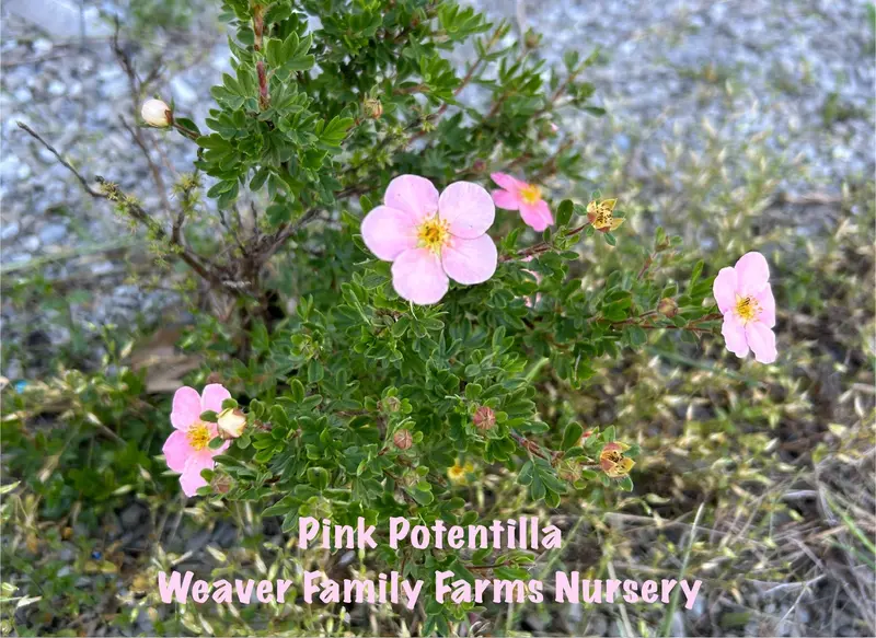 Pink Potentilla Shrub