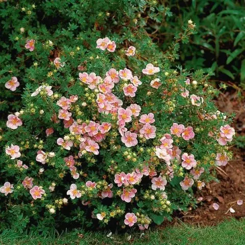 Pink Potentilla Shrub
