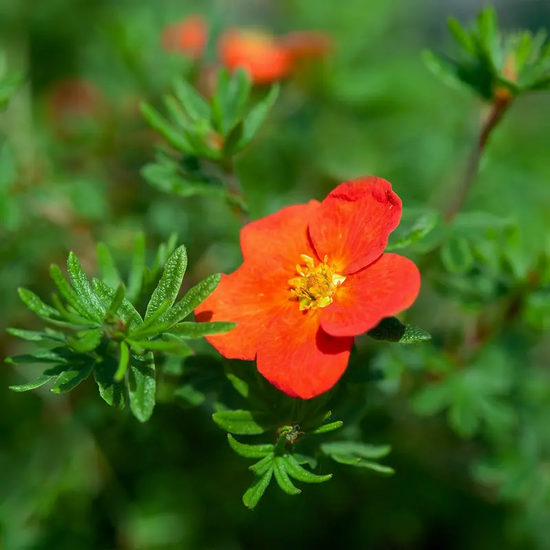 Red Joker Potentilla