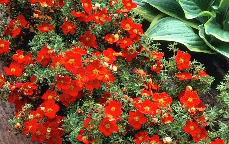 Red Joker Potentilla 2