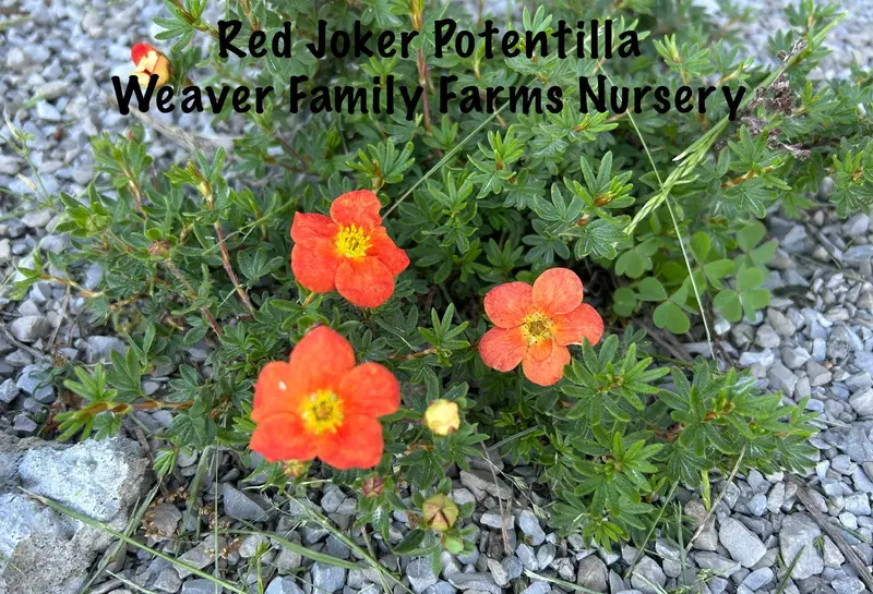 Red Joker Potentilla
