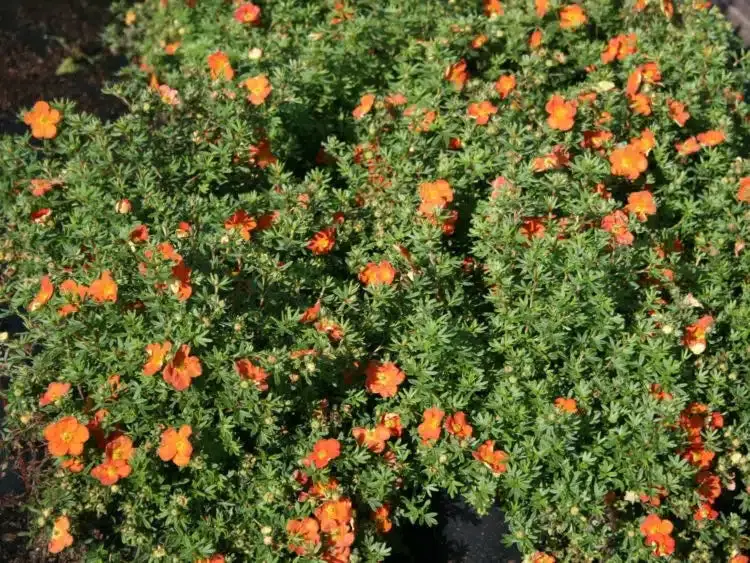 Red Joker Potentilla