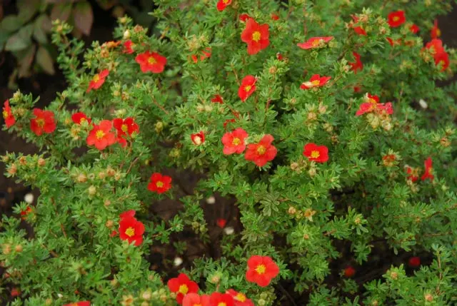 Red Joker Potentilla
