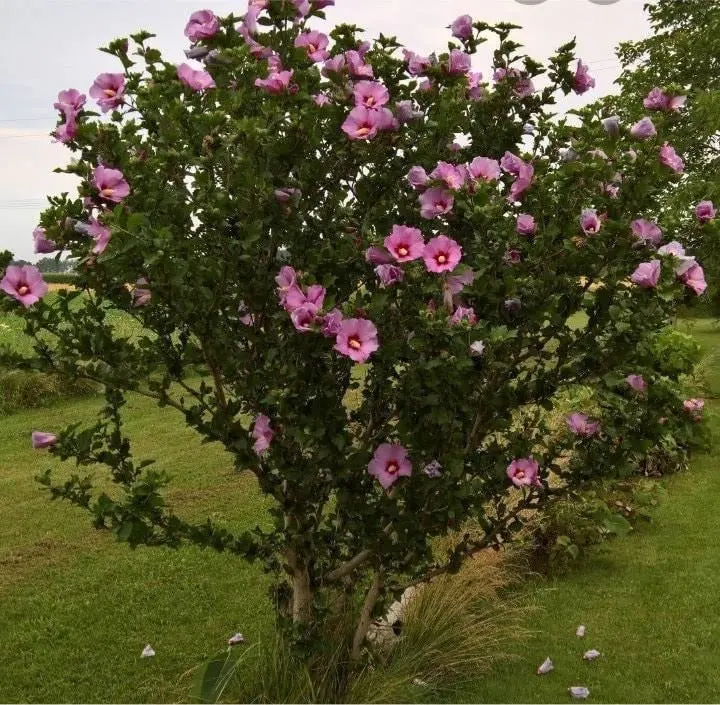 Rose of Sharon Shrub
