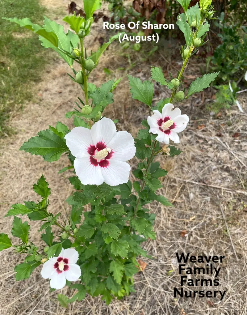 Rose of Sharon Shrub 2