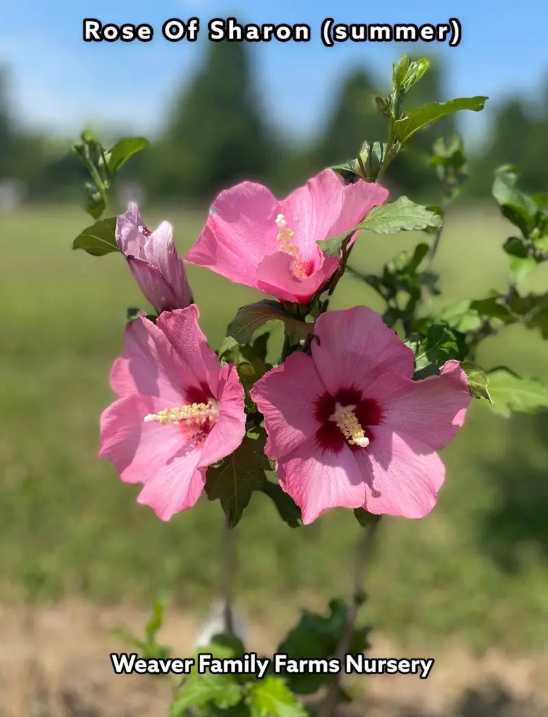 Rose of Sharon Shrub
