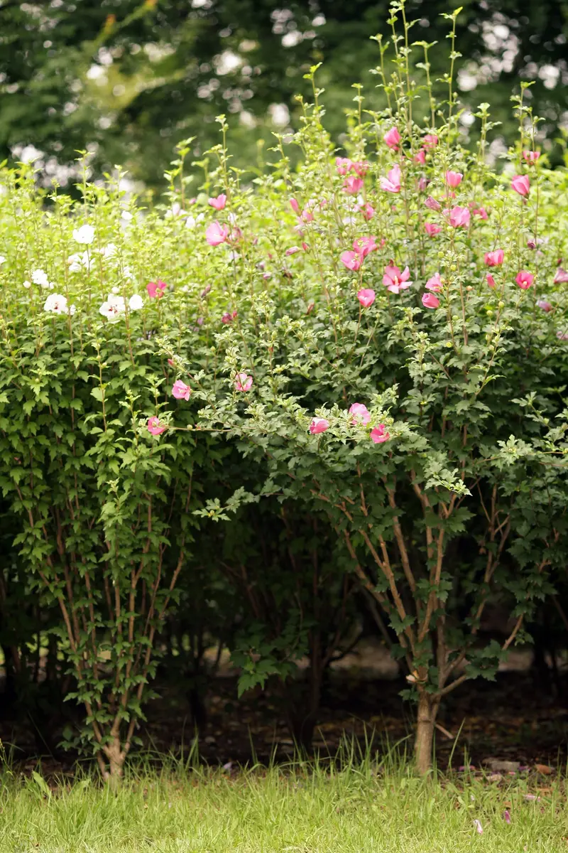 Rose of Sharon Shrub