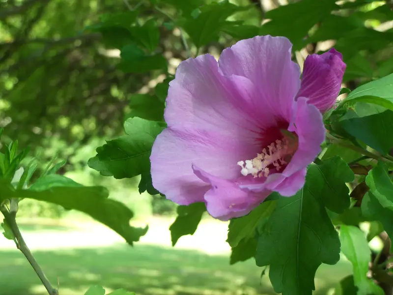 Rose of Sharon Shrub