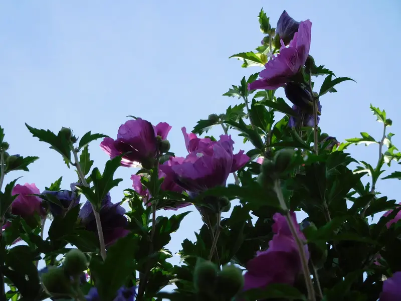 Rose of Sharon Shrub