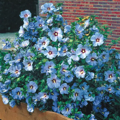 Rose of Sharon Shrub